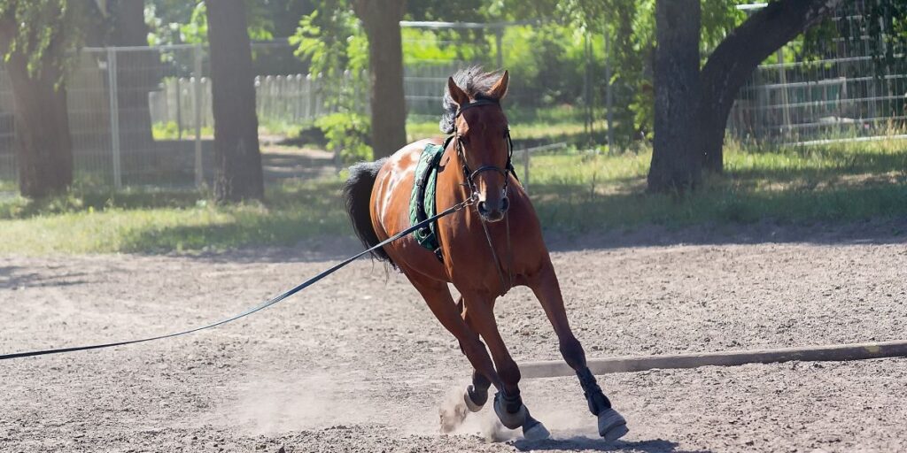 Thoroughbred