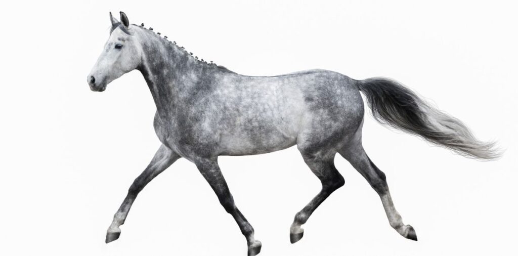 Secretariat – Horse Racing