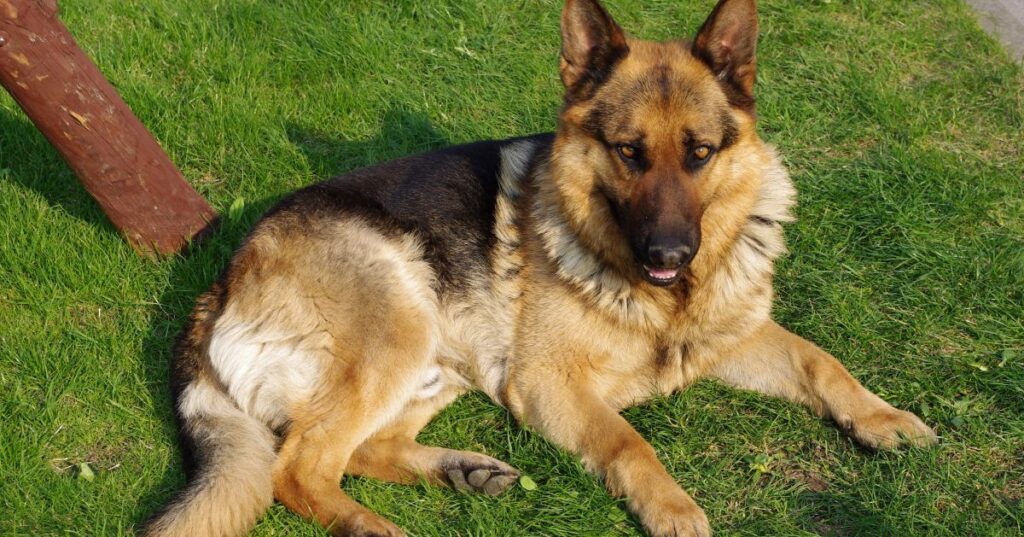 German_Shepherd