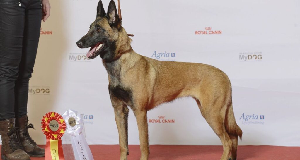 Belgian Malinois
