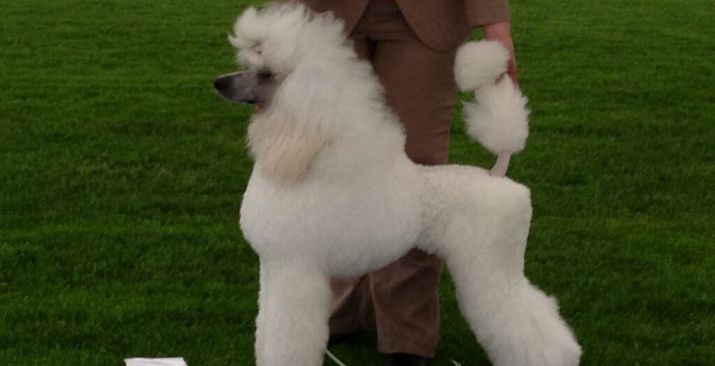 Poodle