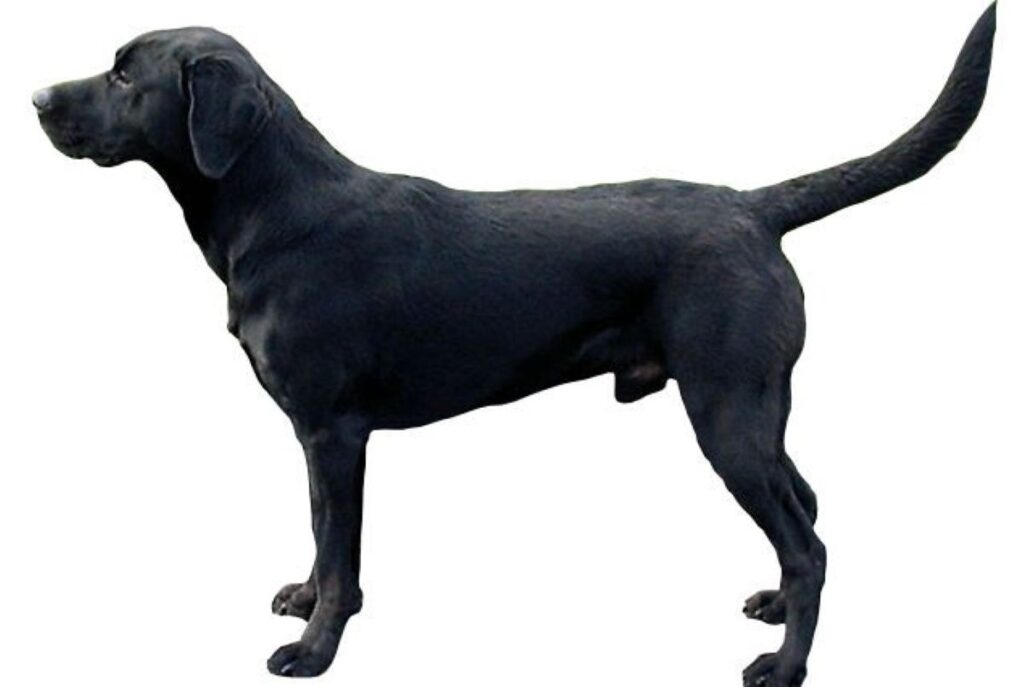 Retriever_Du_Labrador