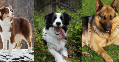 Australian Shepherd, Border Collie, German_Shepherd