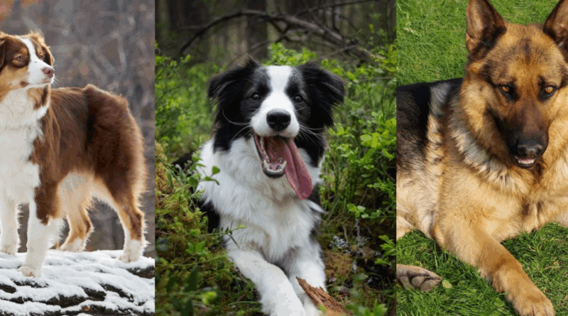 Australian Shepherd, Border Collie, German_Shepherd