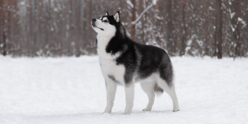 Siberian Husky