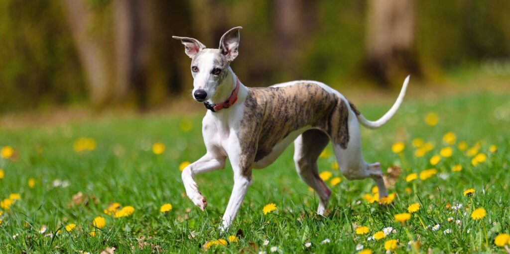 Greyhound