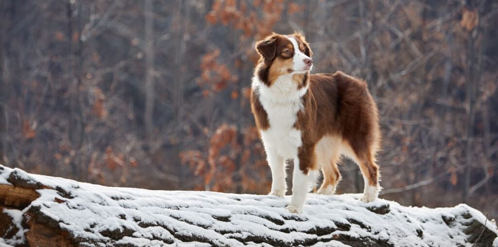 Australian Shepherd