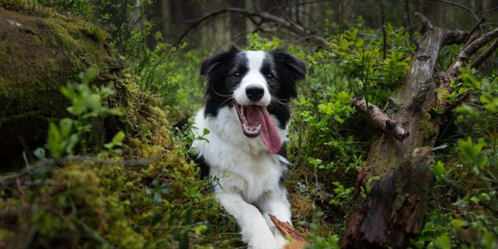 Border Collie
