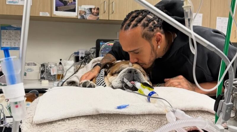 Lewis Hamilton og Roscoe