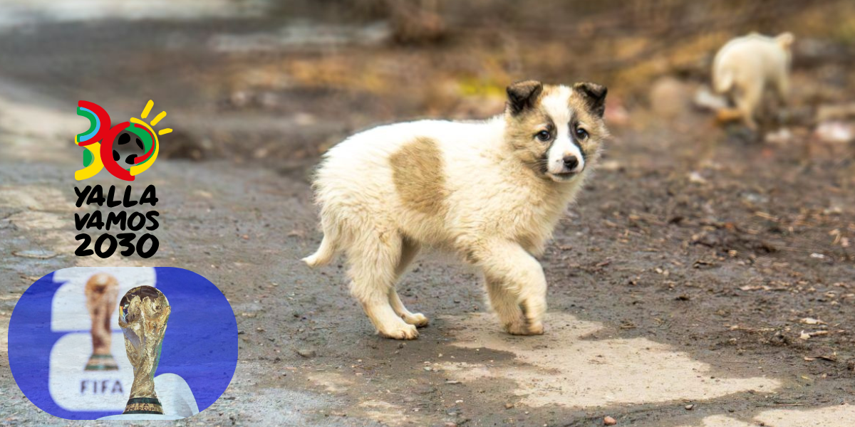 Protesty przeciwko mundialowi: milion bezpańskich psów może zostać uśpionych w Maroku