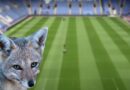 Leicester City Fox