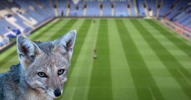 Leicester City Fox
