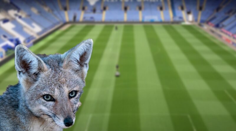 Leicester City Fox
